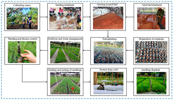 Carbon Footprint of Masson Pine (Pinus massoniana) Seedlings