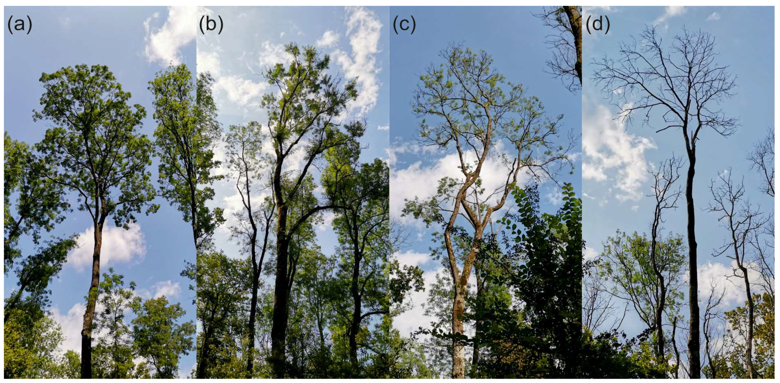 Forests 16 00147 g001