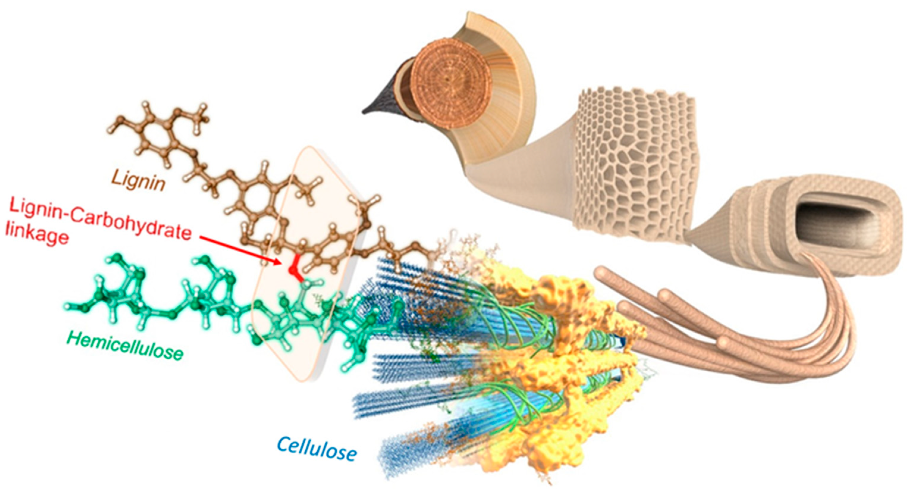 Forests 16 00163 g001 Forests 16 00163 g001