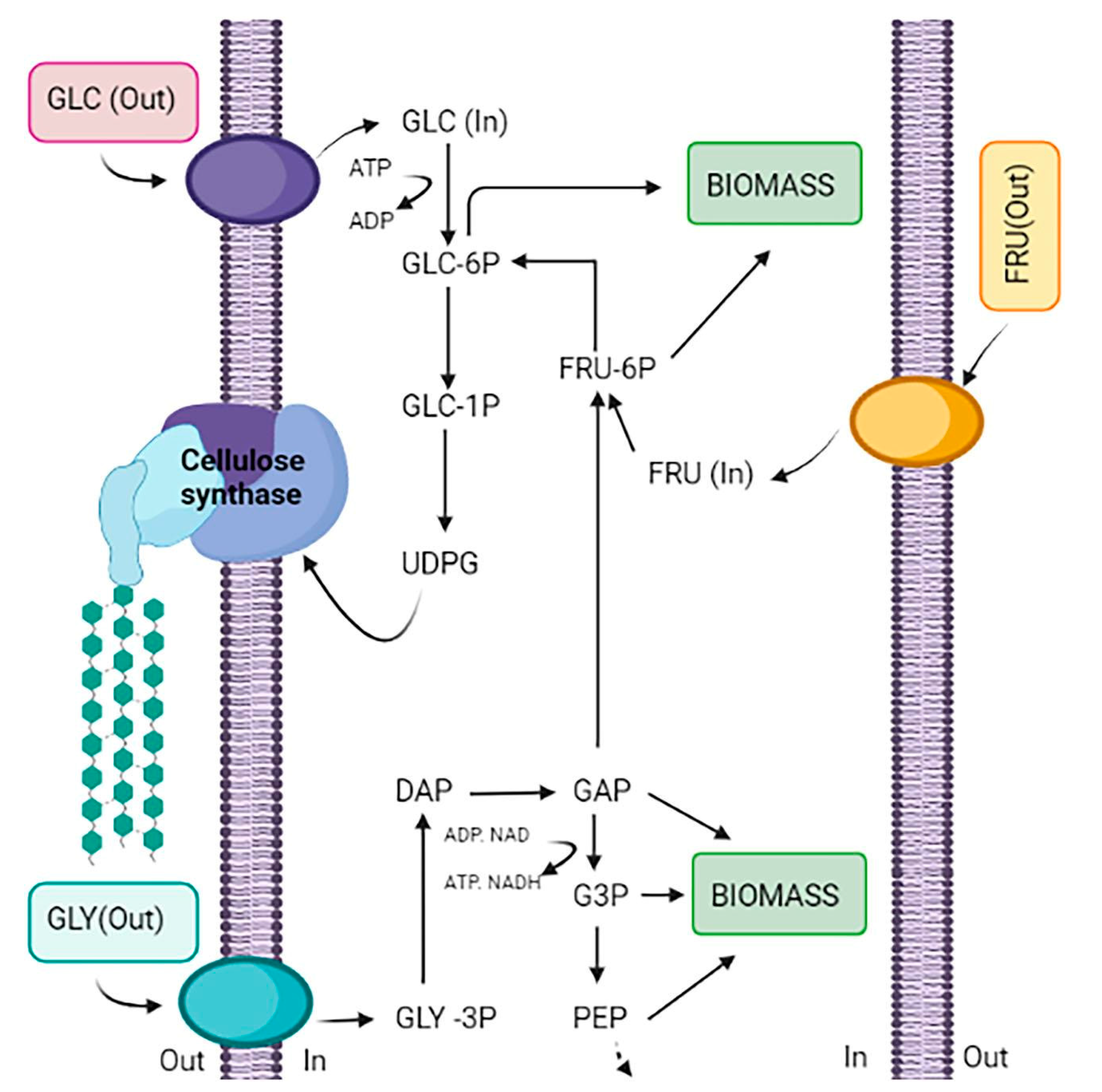 Forests 16 00163 g004 Forests 16 00163 g004