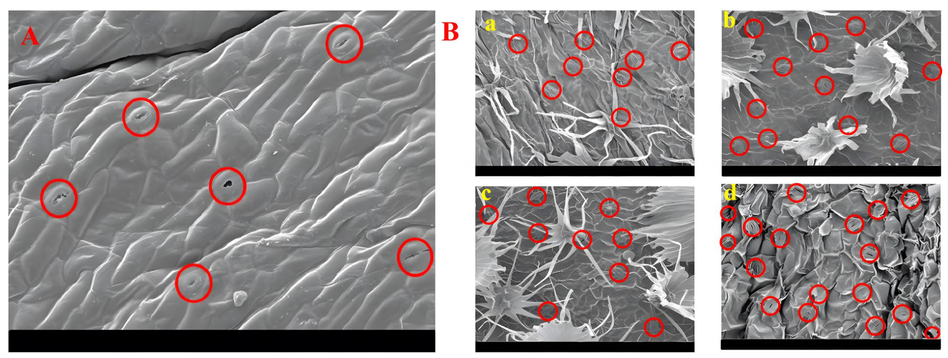 Forests 16 00171 g014