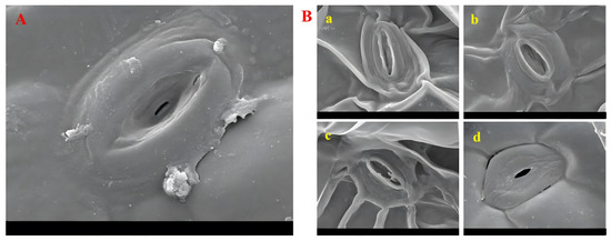 Genome-Wide Identification and Characterization of the