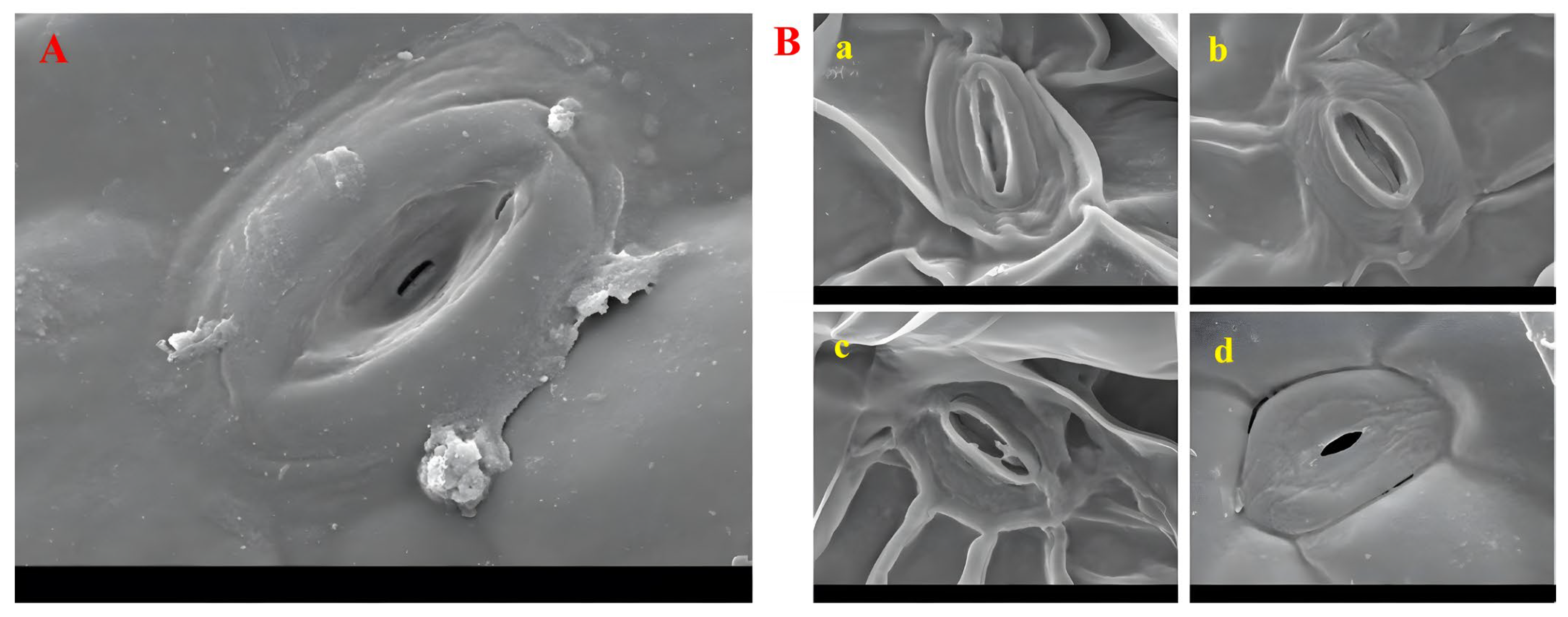 Forests 16 00171 g015
