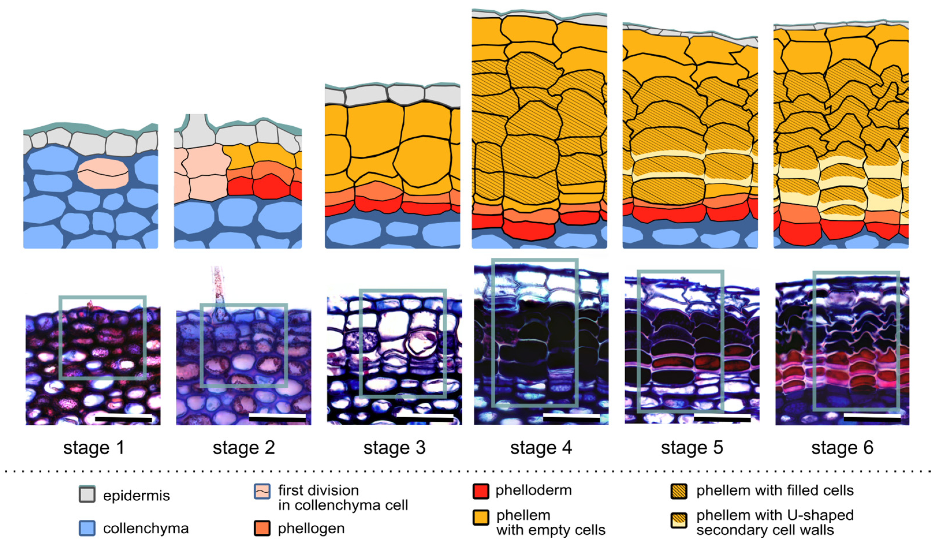 Forests 16 00176 g001 Forests 16 00176 g001