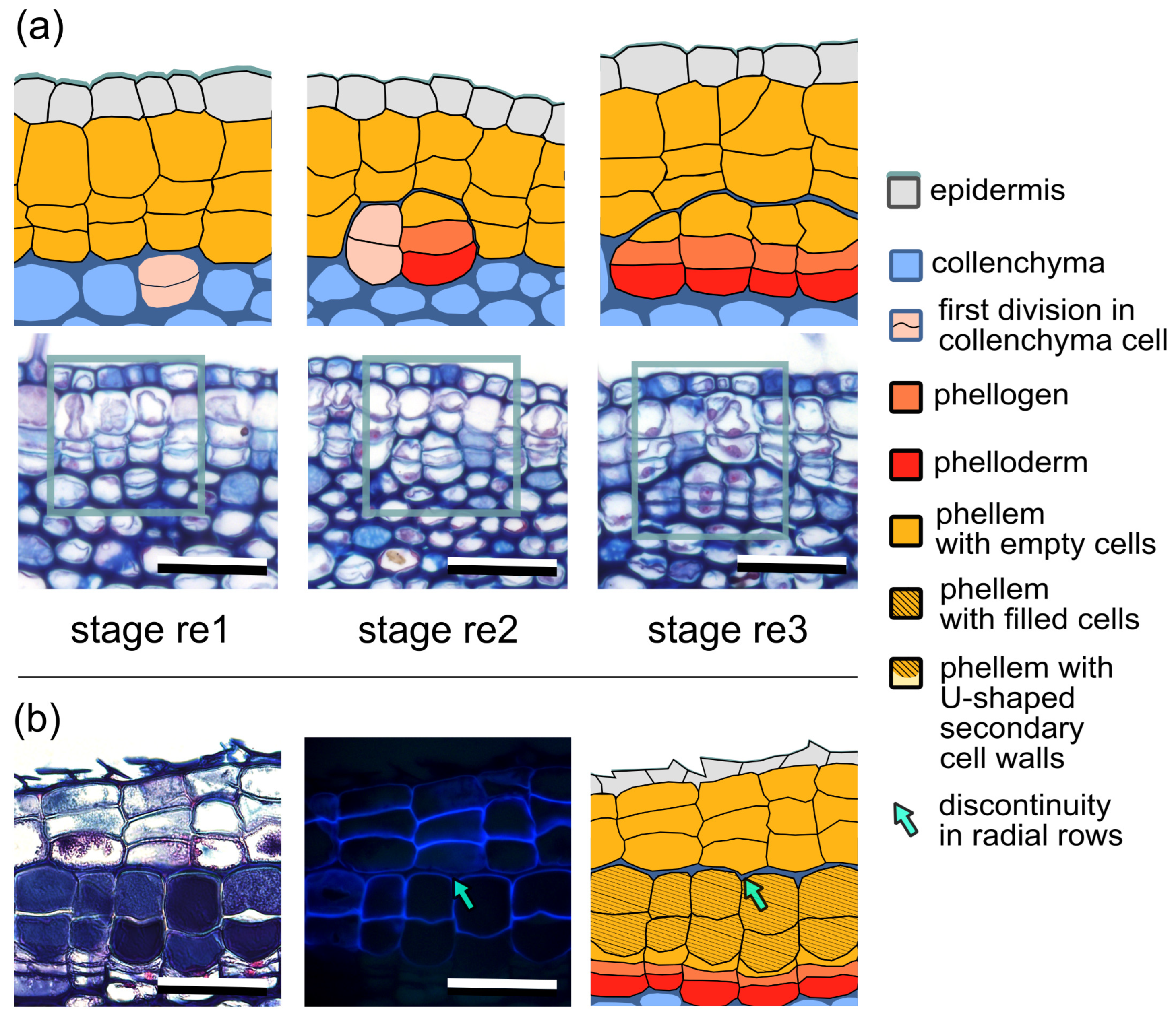 Forests 16 00176 g003 Forests 16 00176 g003
