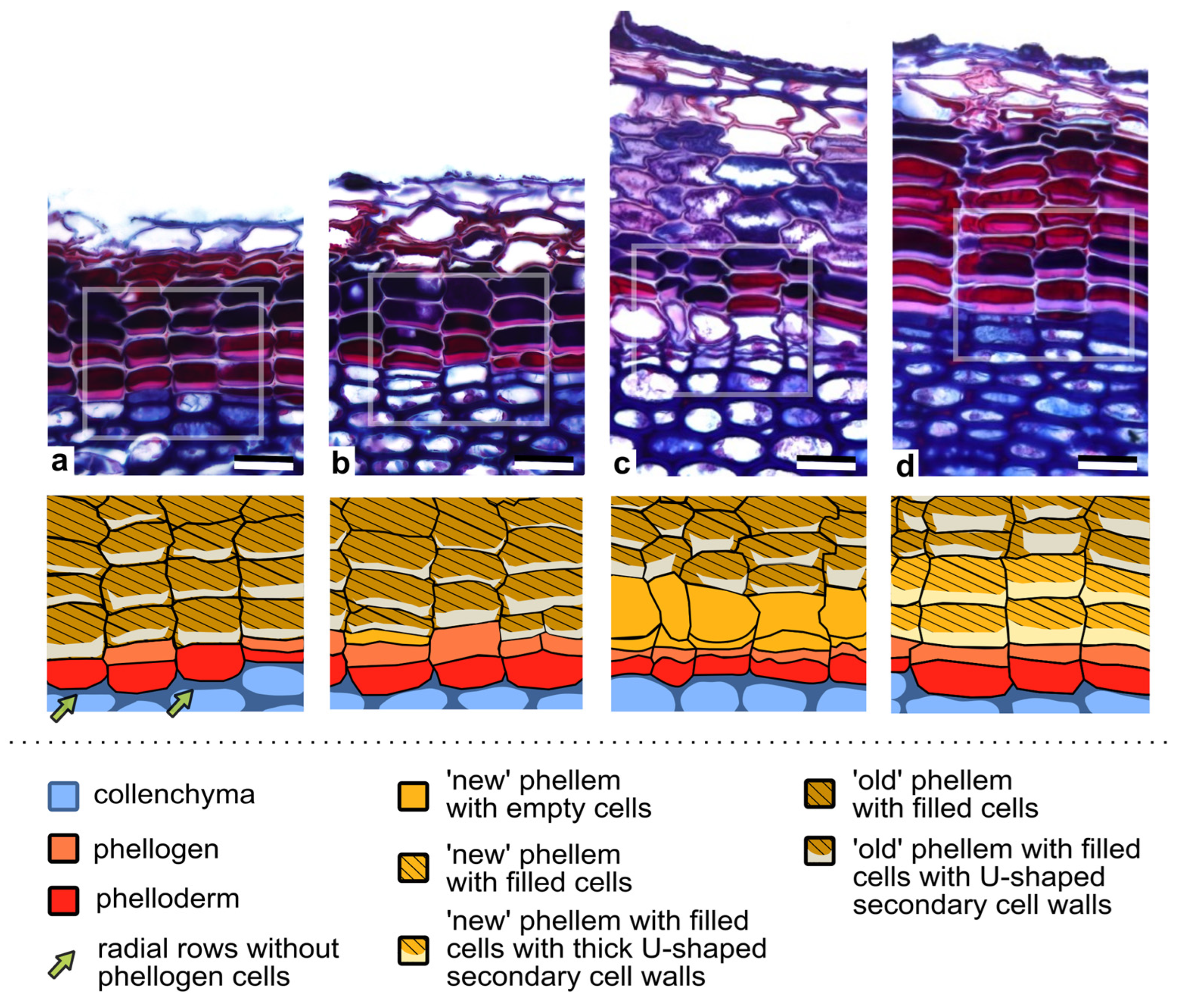 Forests 16 00176 g004 Forests 16 00176 g004