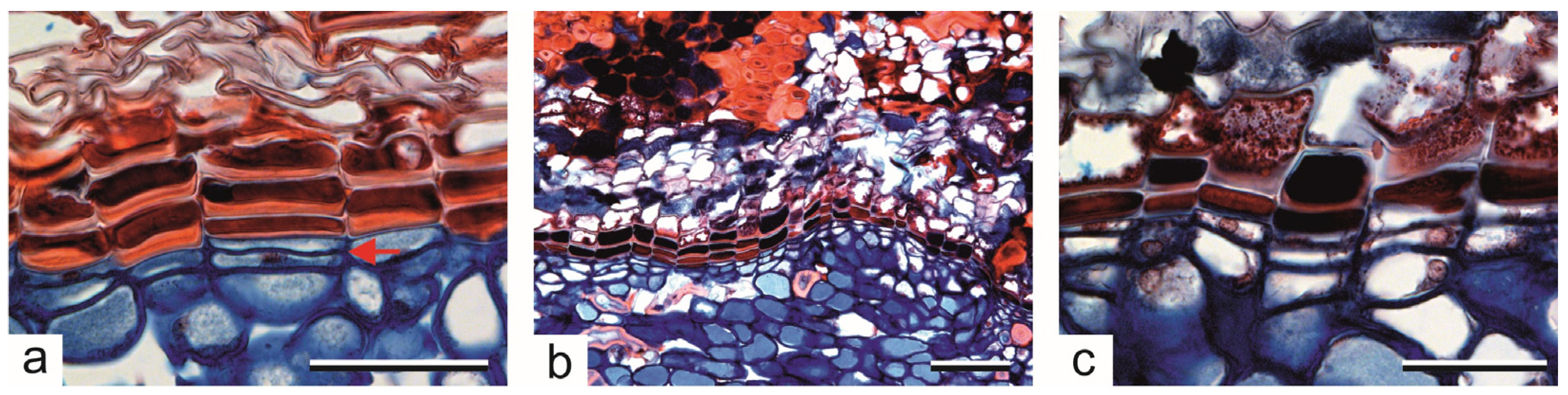 Forests 16 00176 g005 Forests 16 00176 g005