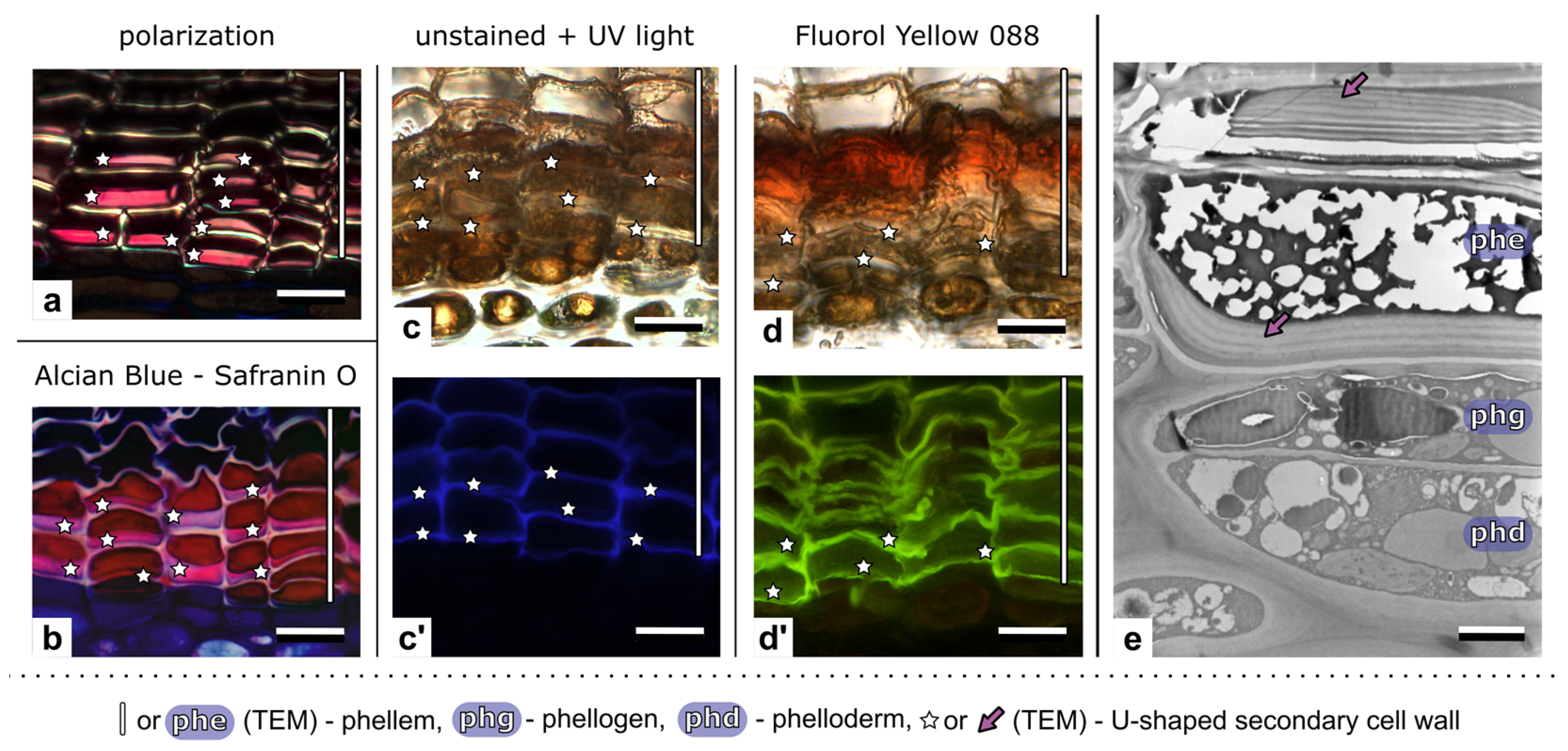 Forests 16 00176 g006 Forests 16 00176 g006