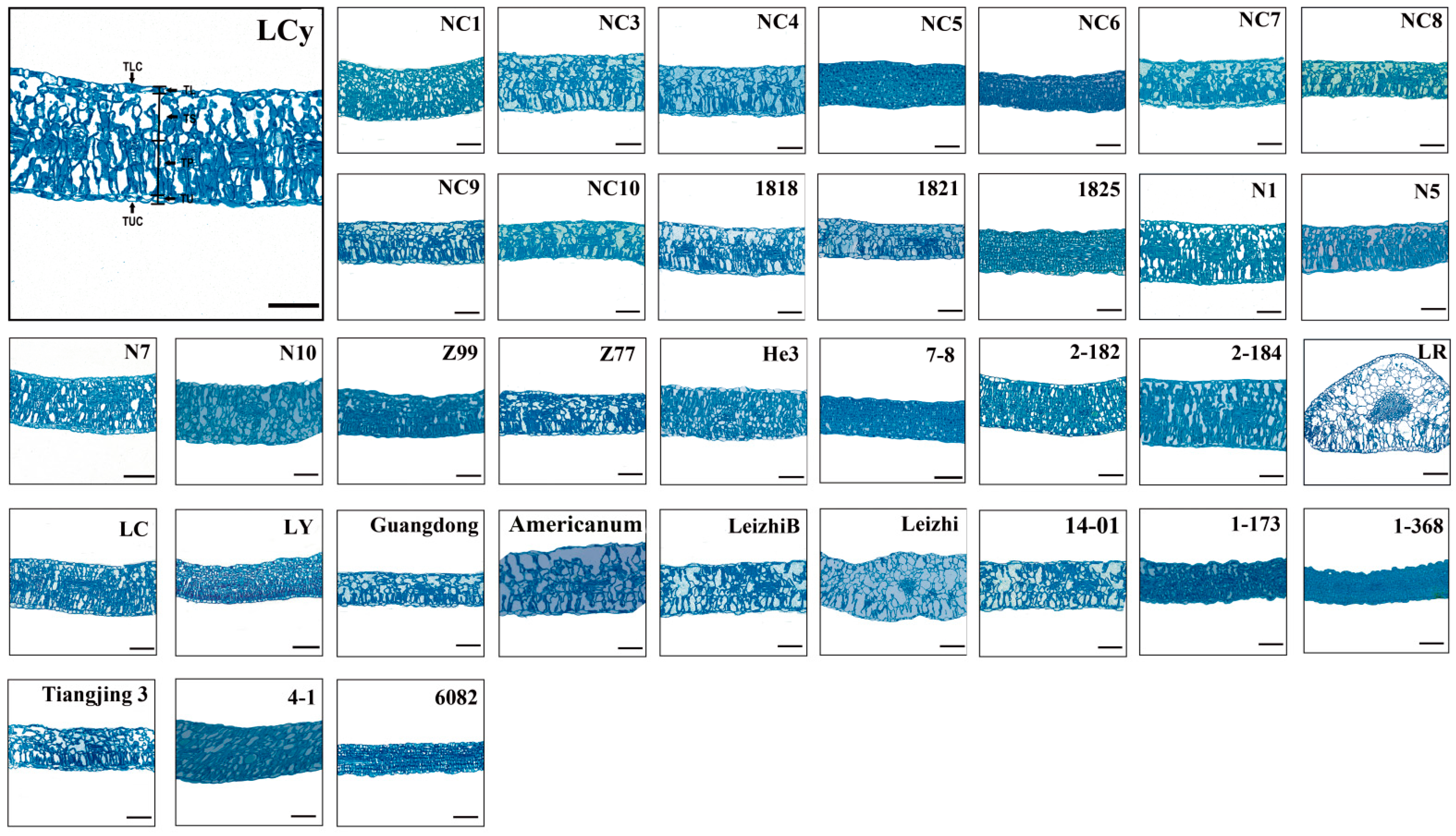 Forests 16 00187 g001