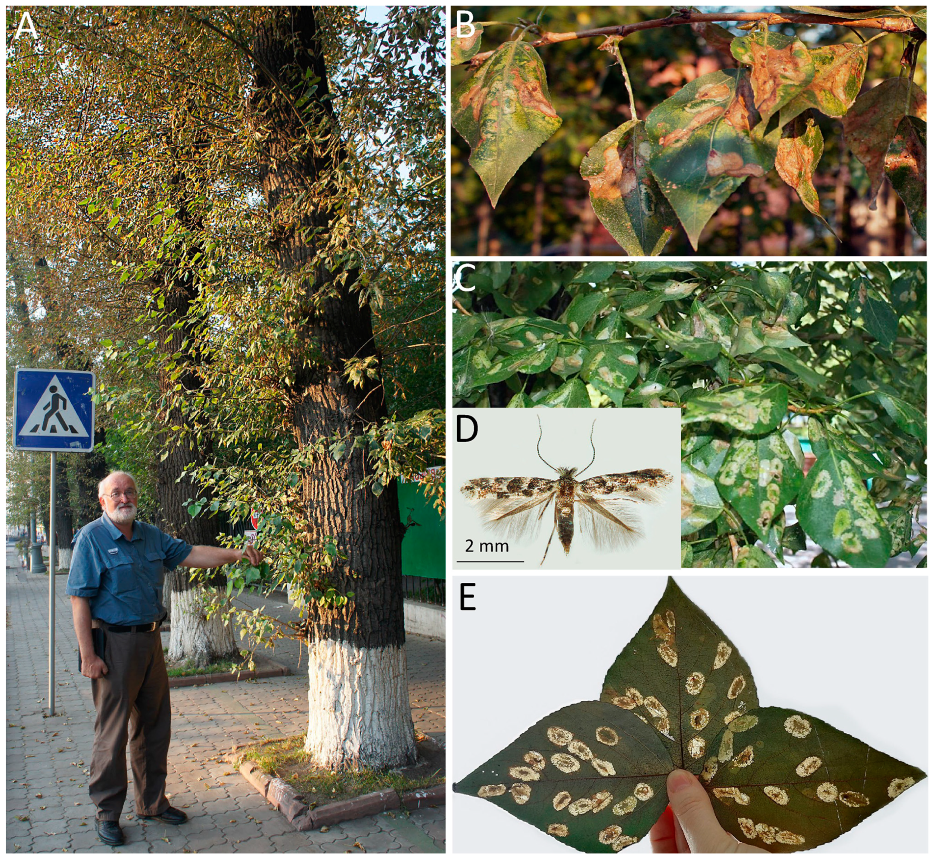 Forests 16 00190 g002