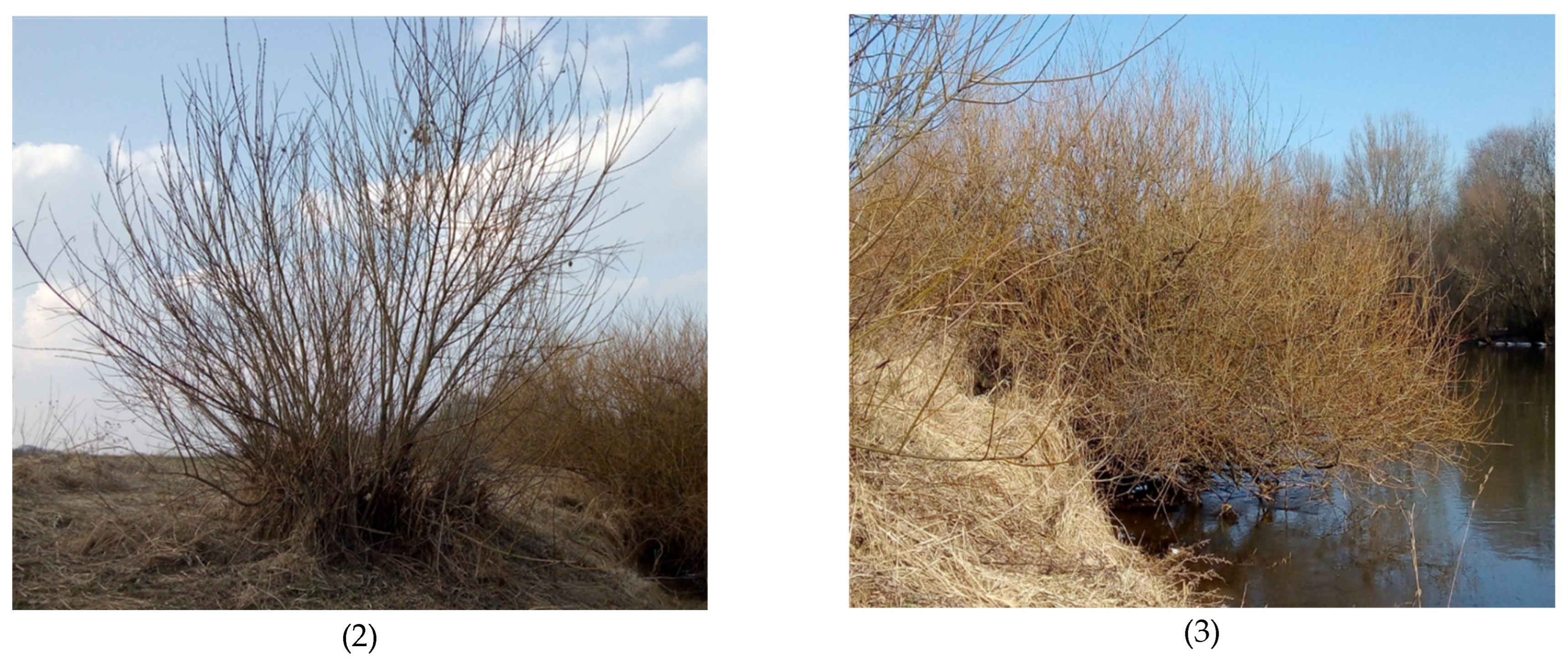 Forests 16 00206 g002