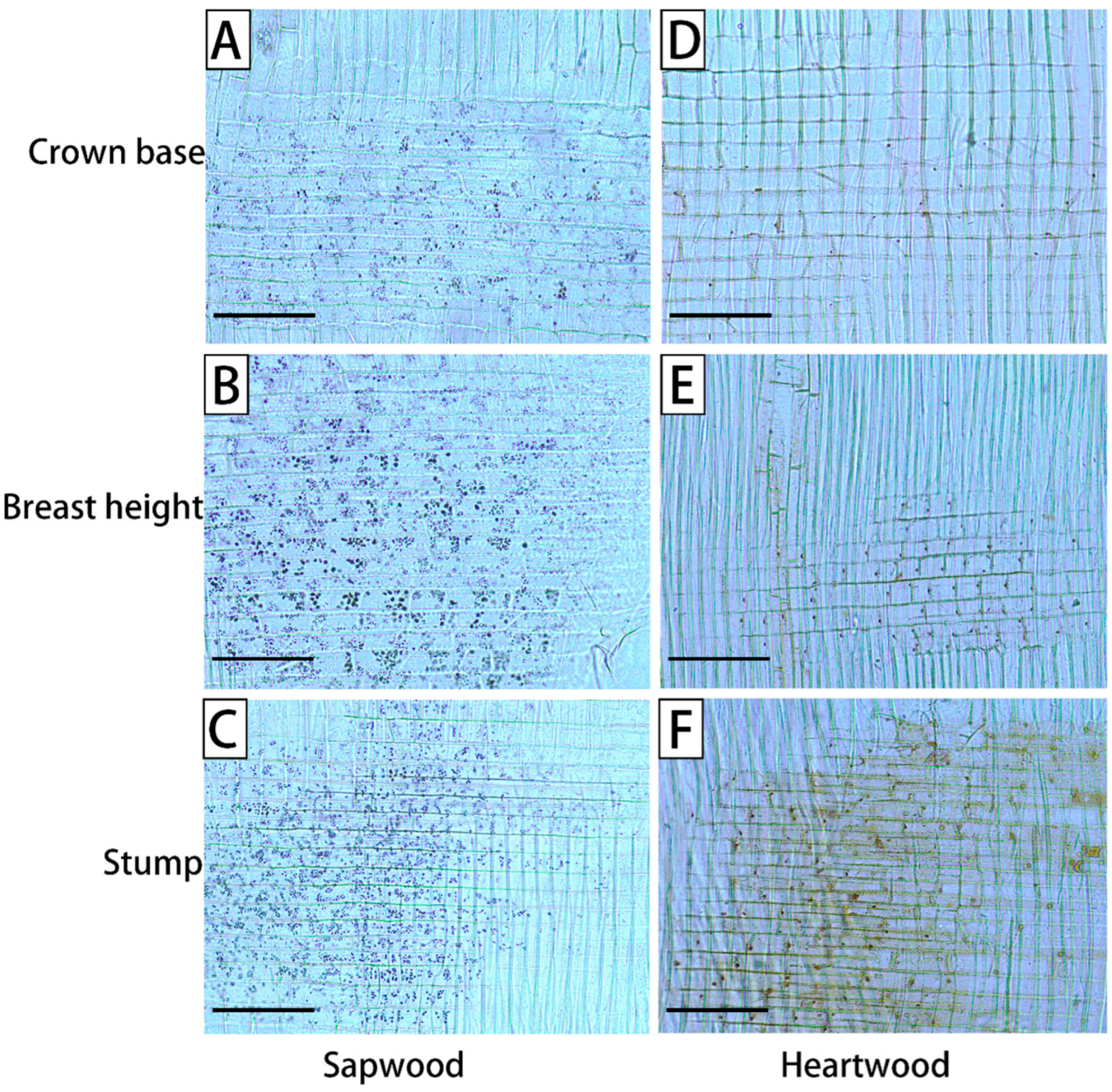 Forests 16 00242 g001