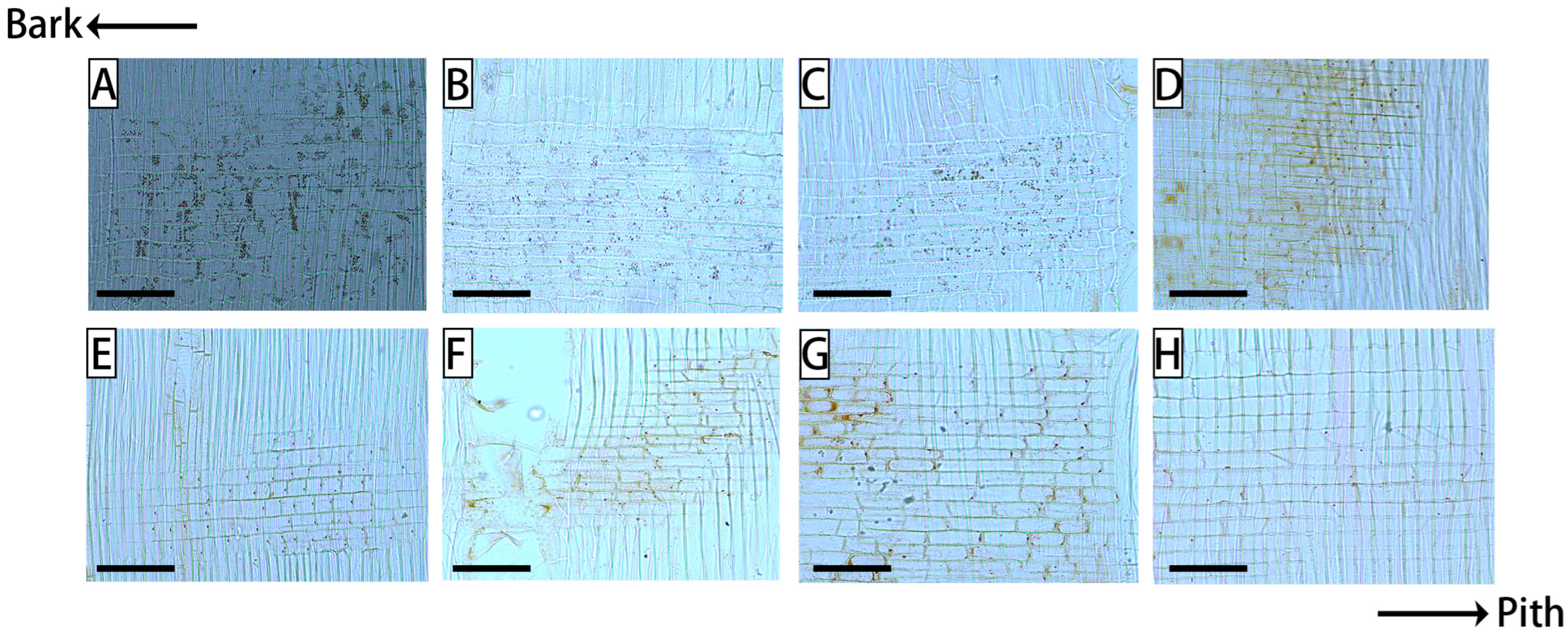 Forests 16 00242 g002