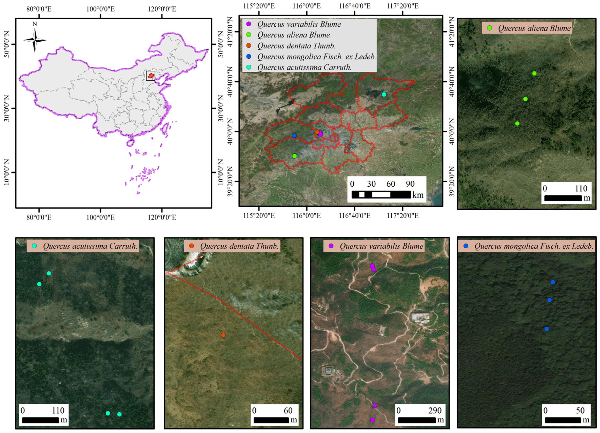 Study on the Natural Regeneration Characteristics and