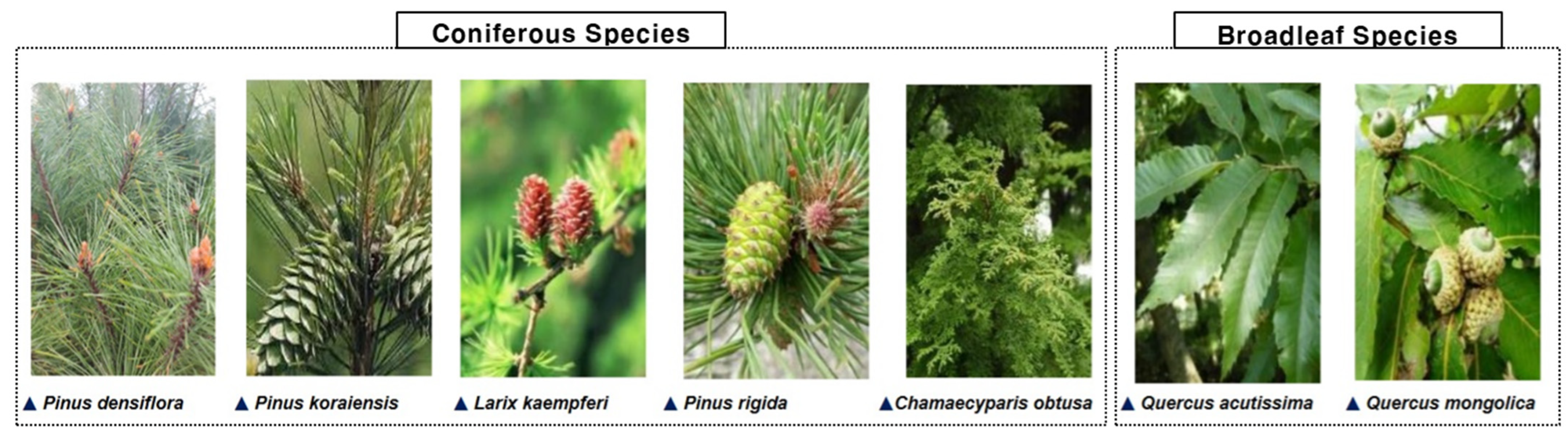 Forests 16 00254 g002