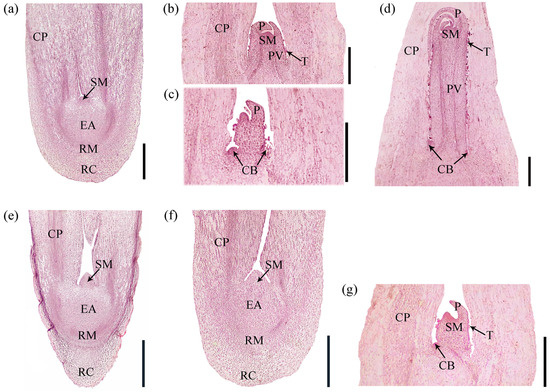Cool Temperatures and Post-Germination Adaptations Enhance