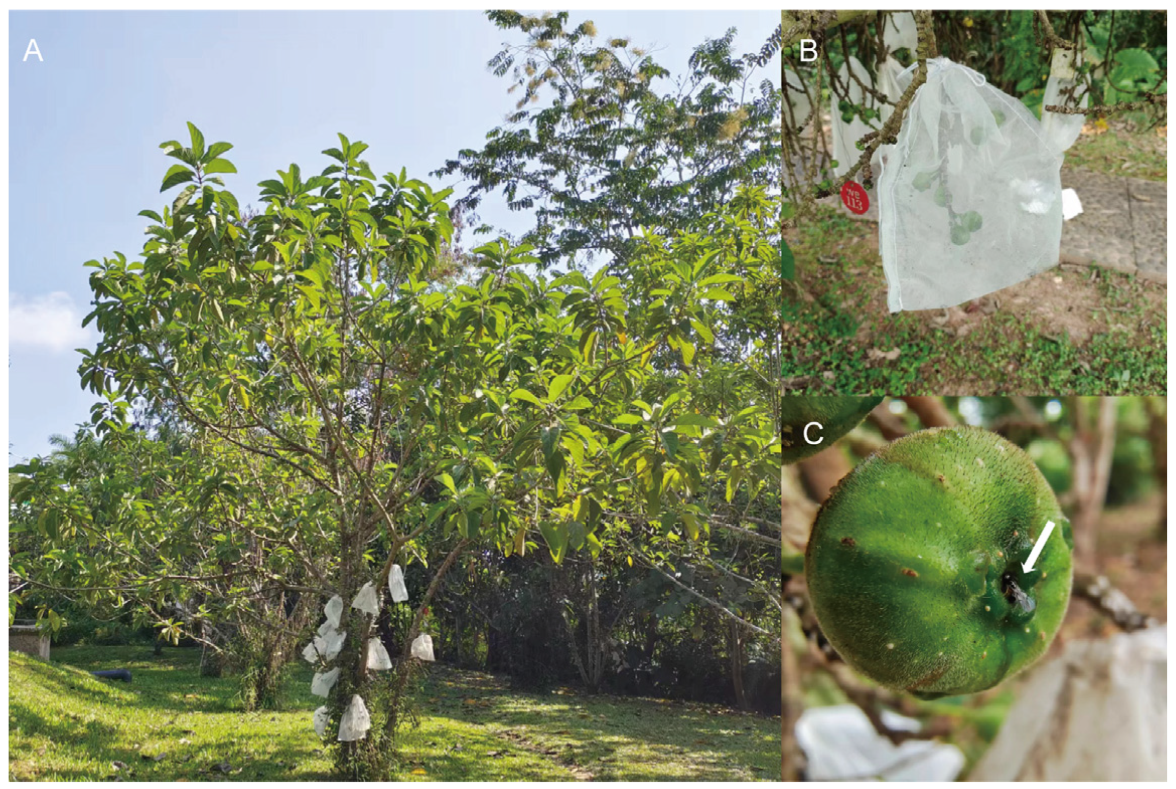 Forests 16 00286 g002