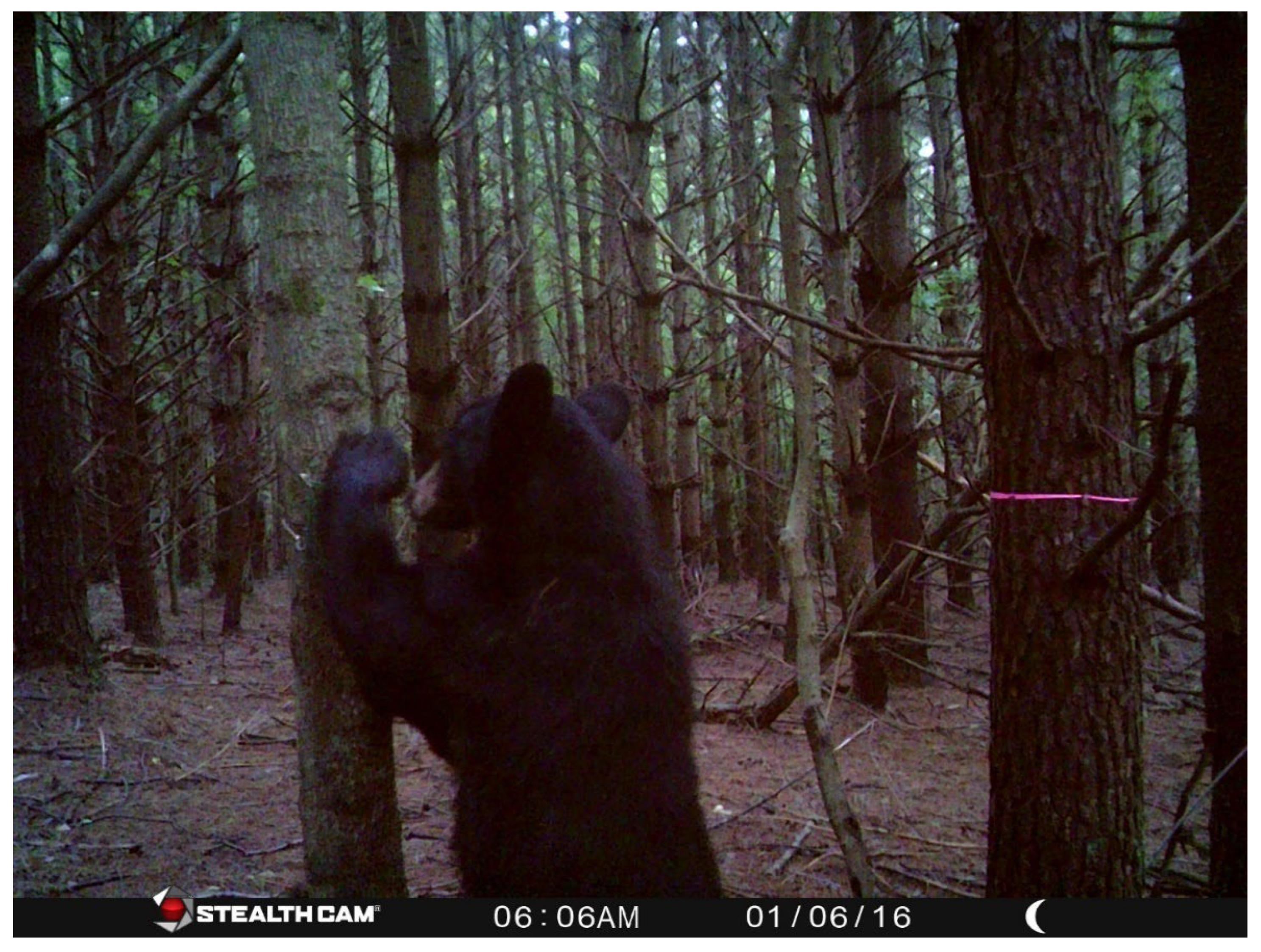 Forests 16 00324 g001