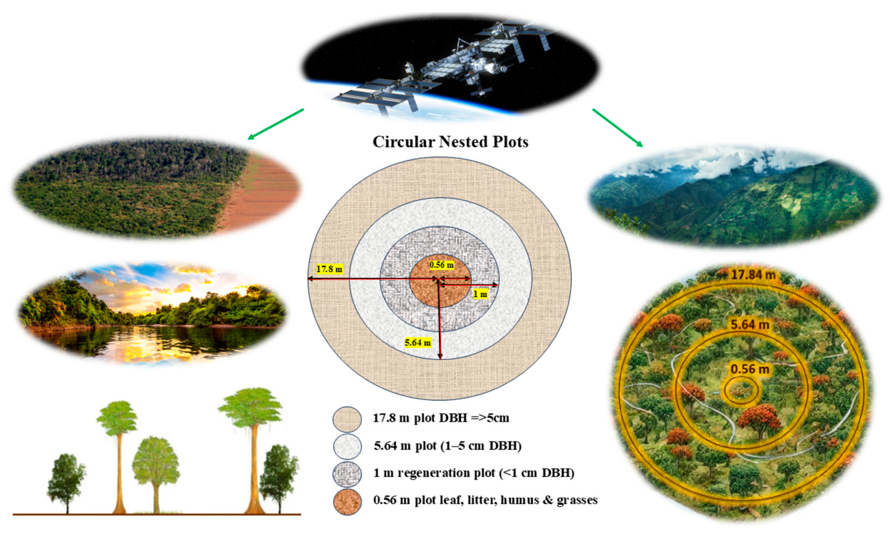 Forests 16 00330 g004