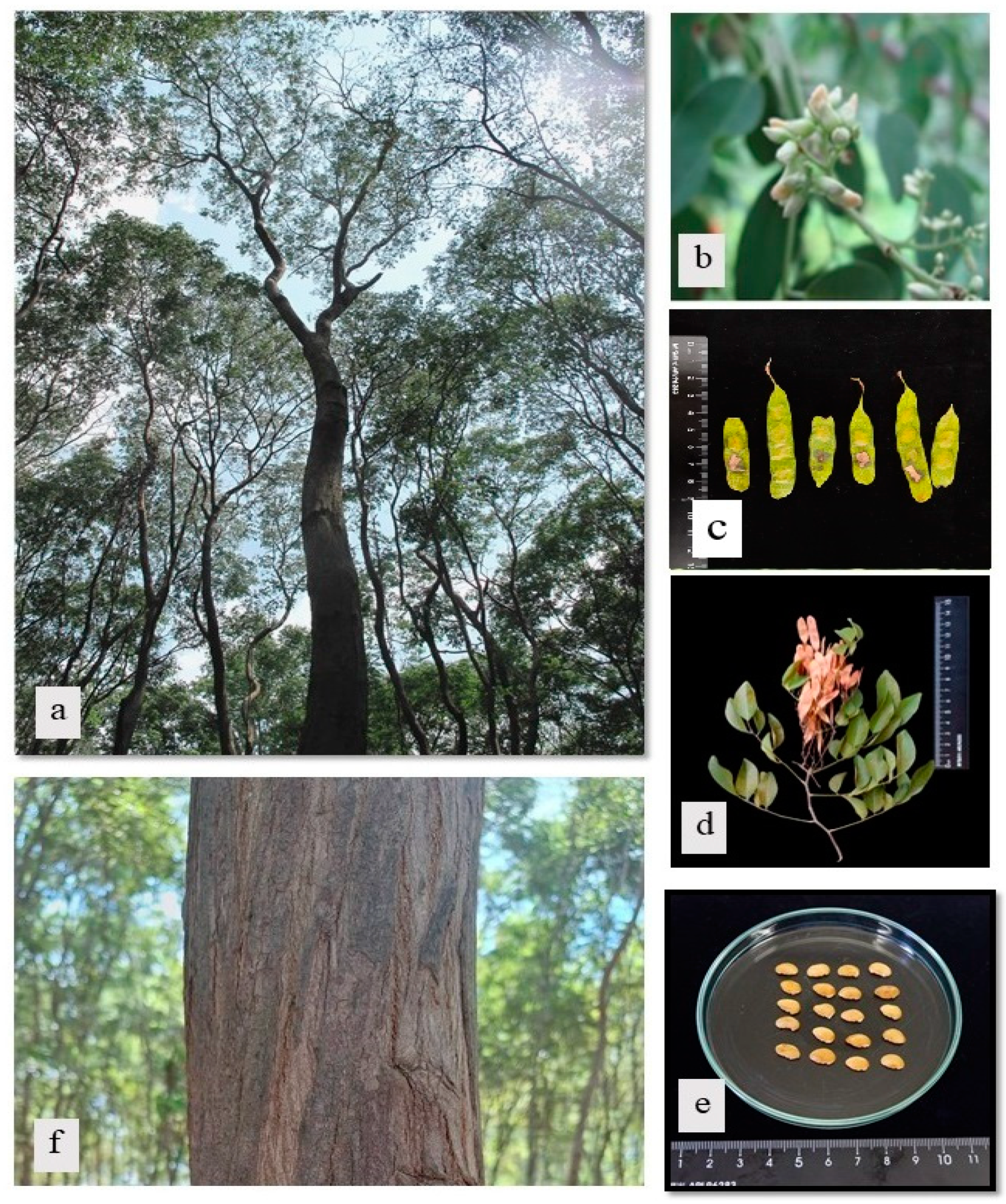 Forests 16 00332 g001