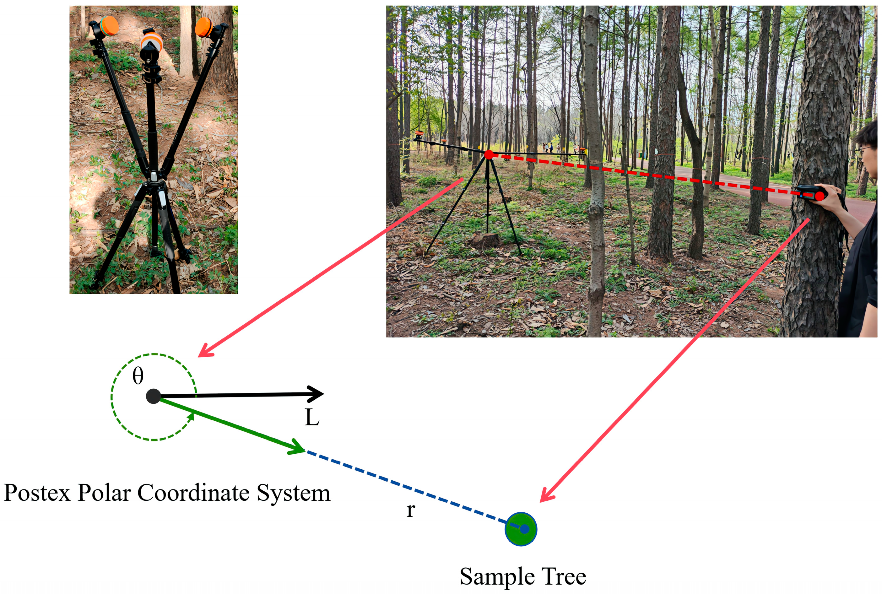 Forests 16 00335 g009