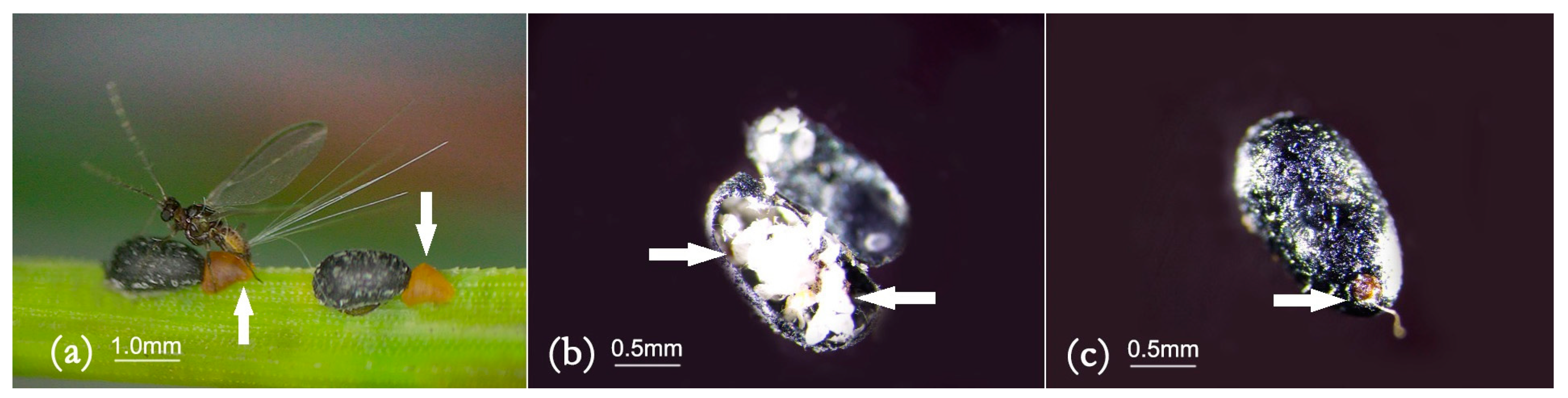 Forests 16 00349 g007