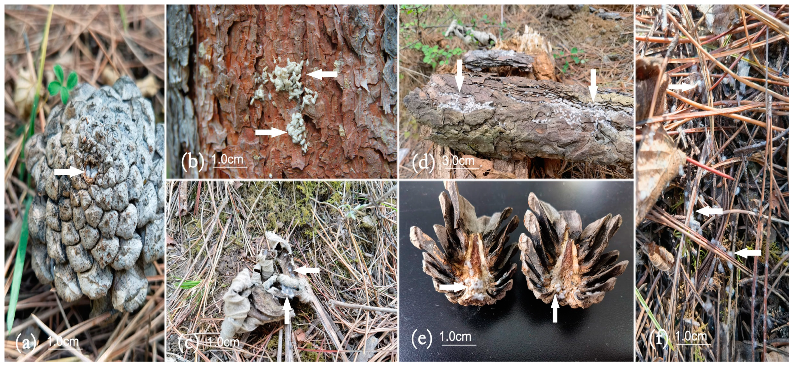 Forests 16 00349 g008