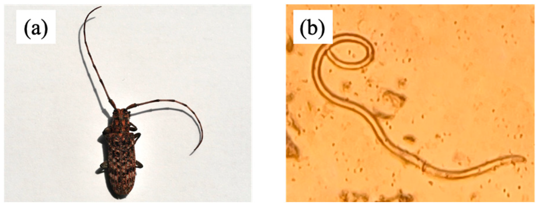 Forests 16 00366 g001