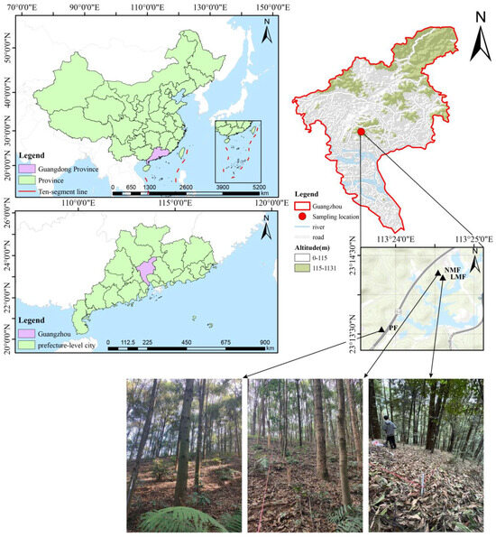 Response of Leaf Functional Traits and Rhizosphere Microbial Communities of Castanopsis hystrix in Three Subtropical Plantations with Leguminous or Non-Leguminous Trees Response of Leaf Functional Traits and Rhizosphere Microbial Communities of Castanopsis hystrix in Three Subtropical Plantations with Leguminous or Non-Leguminous Trees