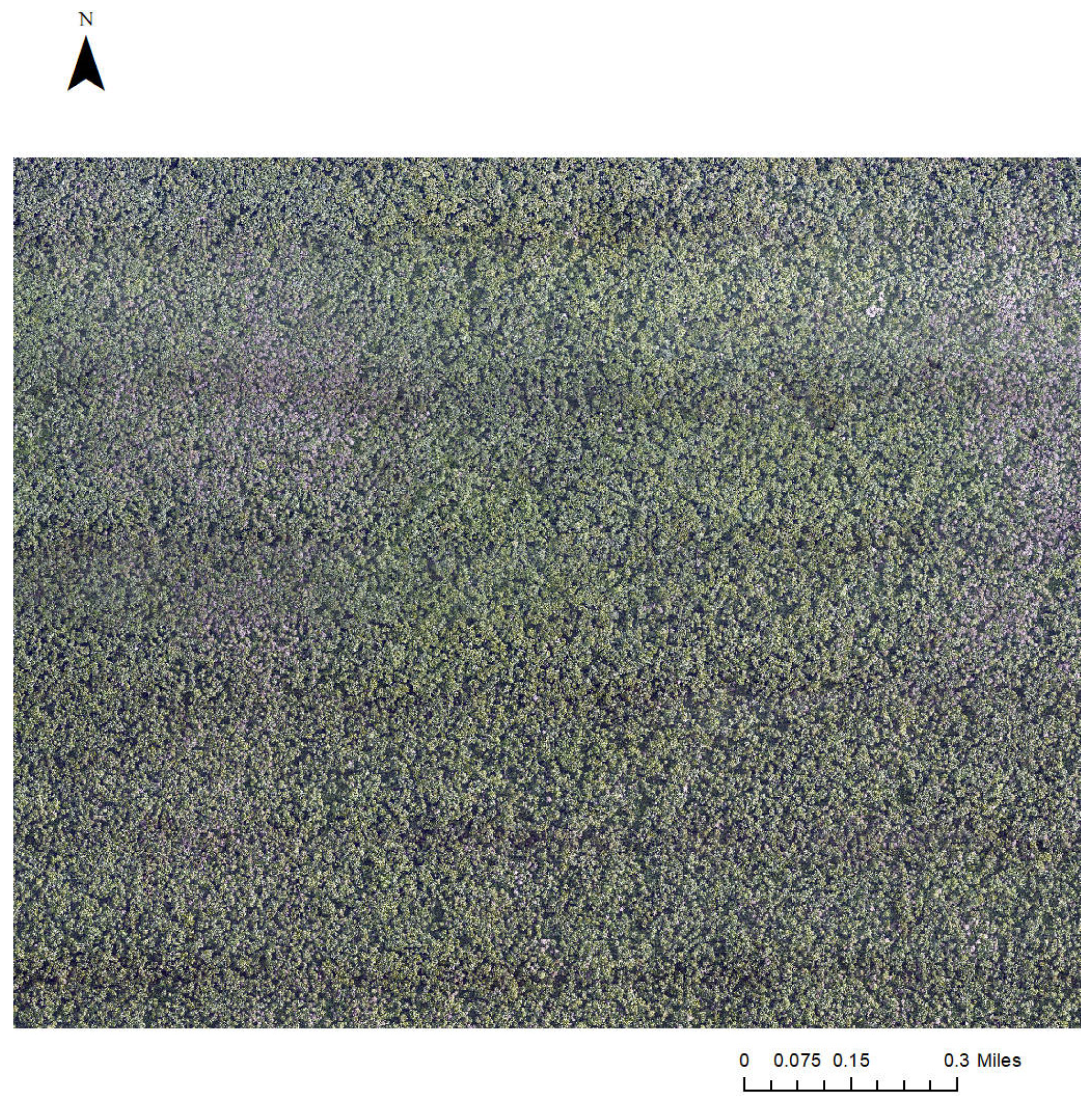 Forests 16 00382 g002