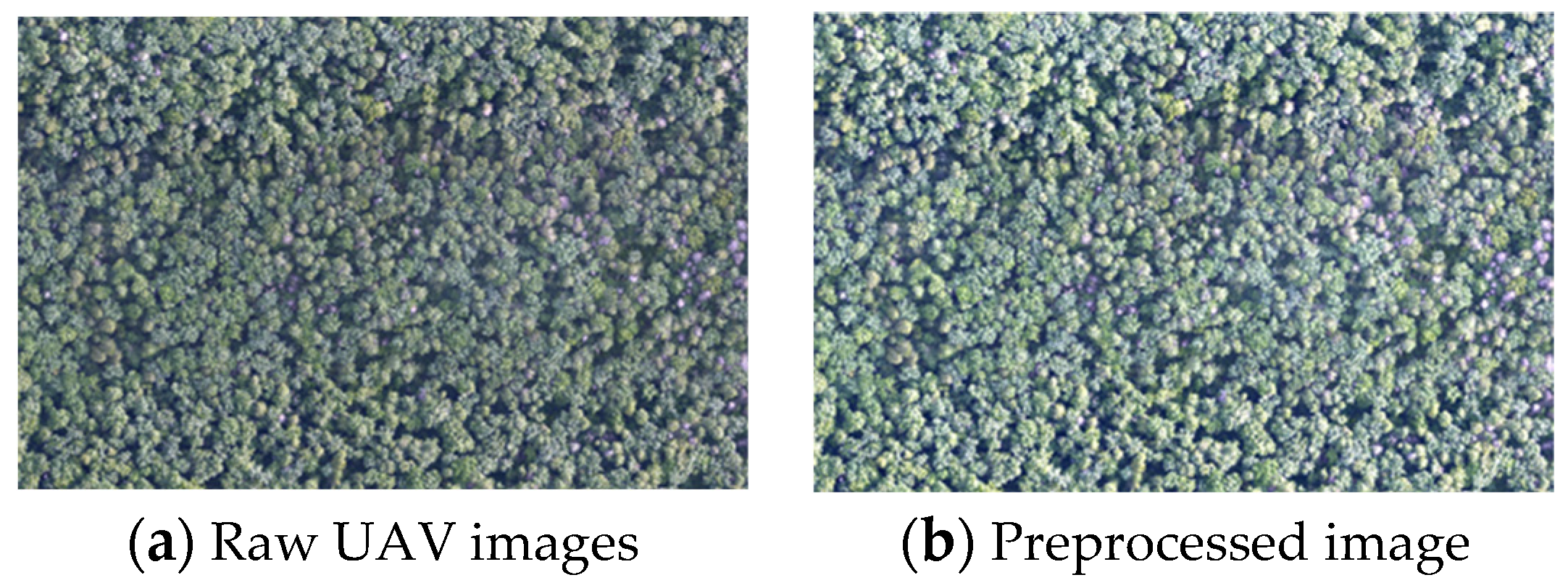 Forests 16 00382 g003