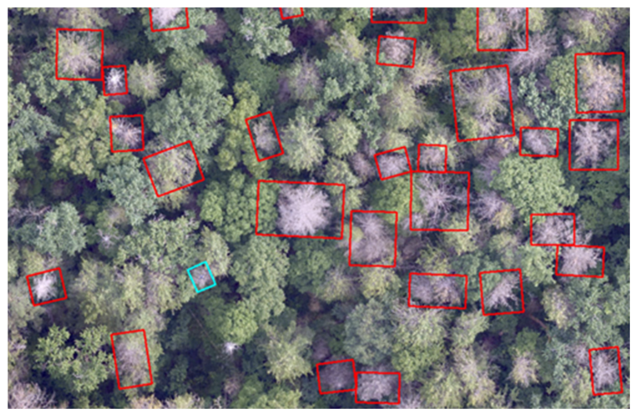 Forests 16 00382 g005