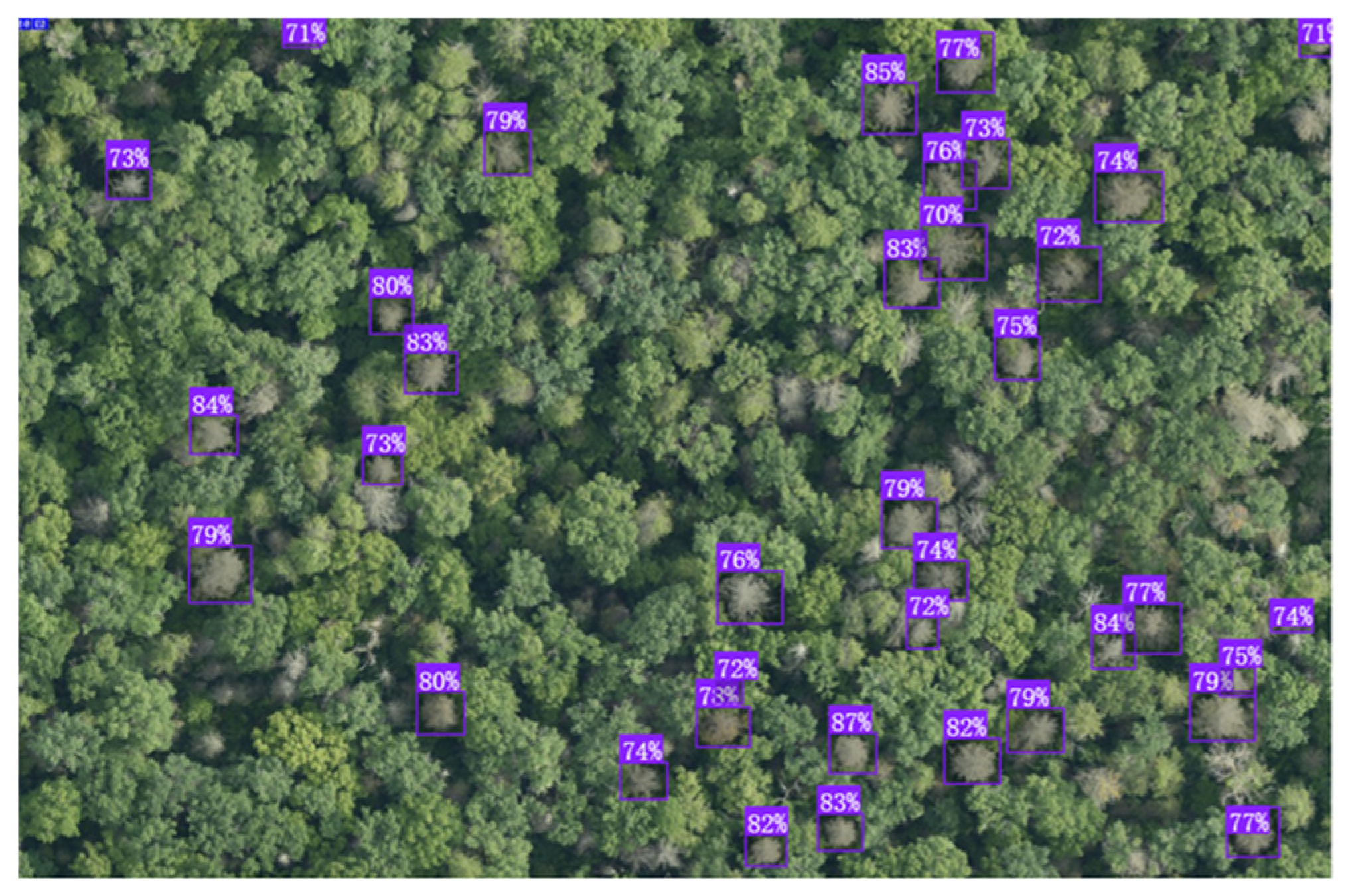 Forests 16 00382 g008