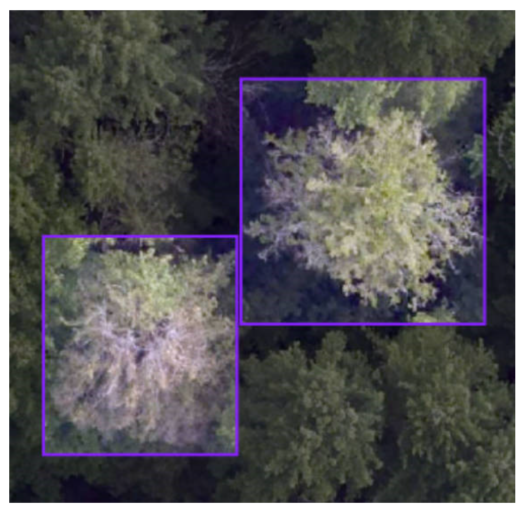 Forests 16 00382 g009