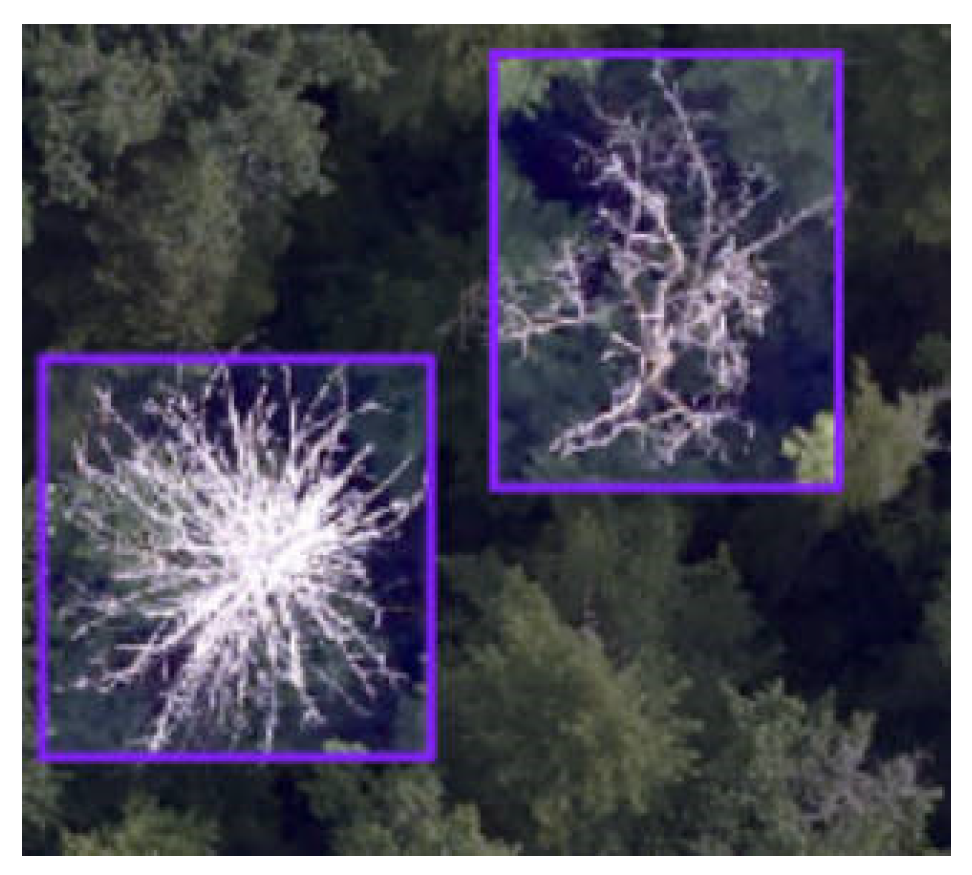 Forests 16 00382 g010