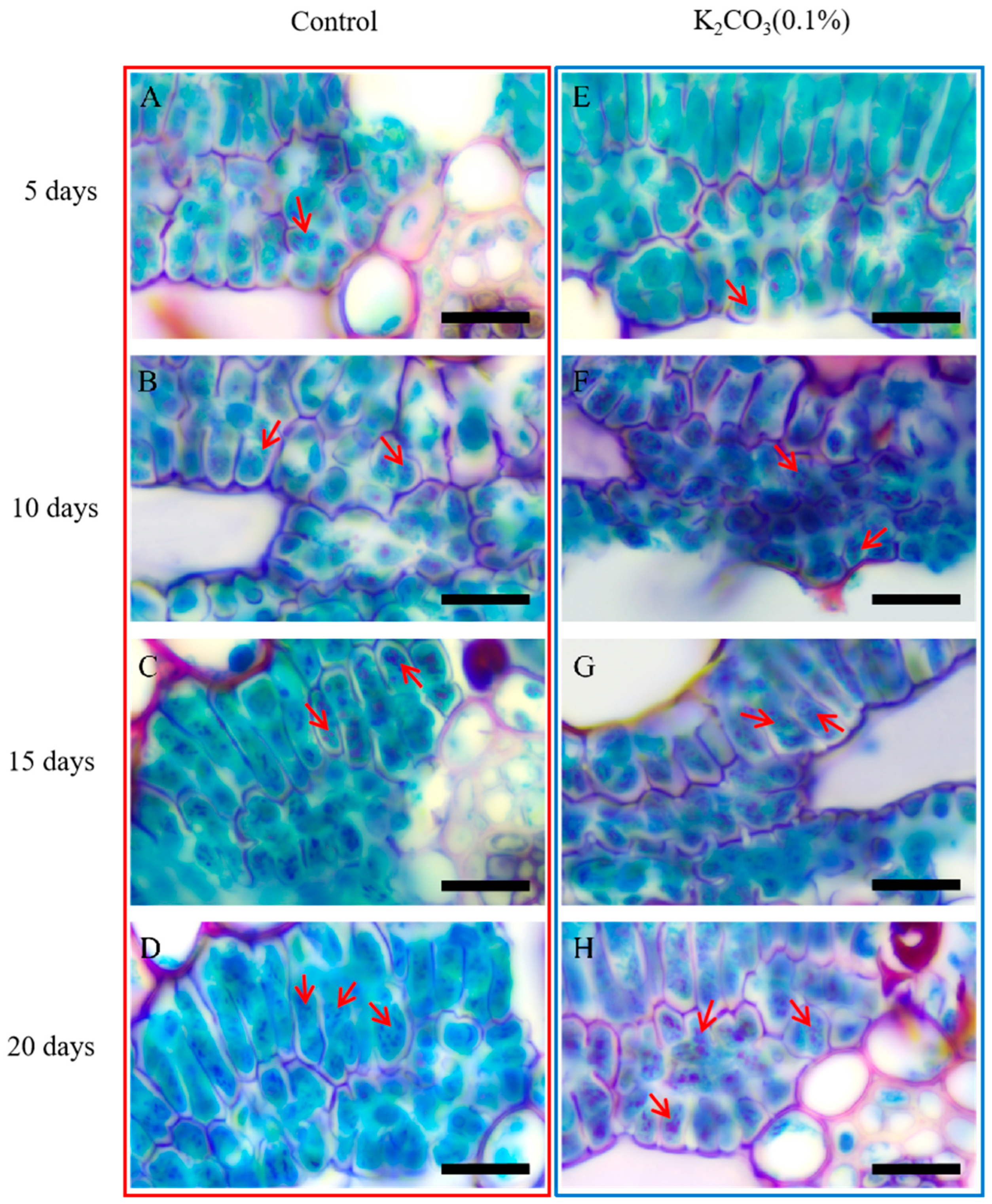 Forests 16 00388 g003