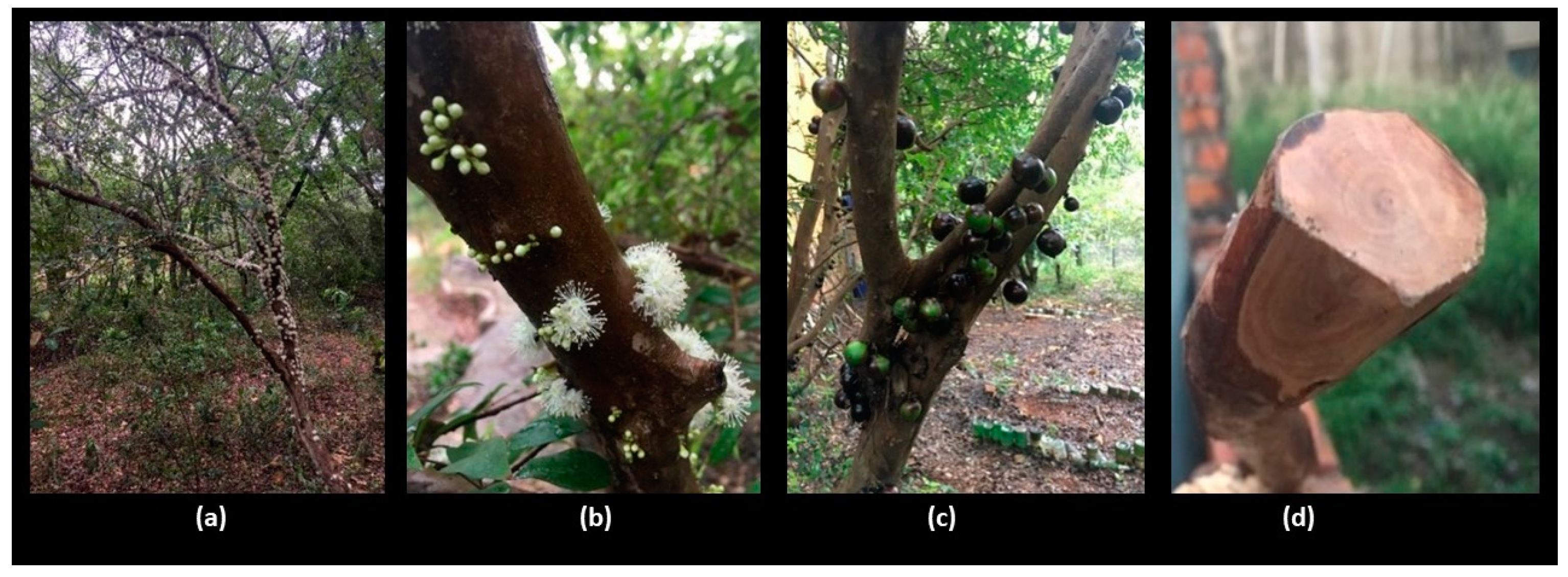 Forests 16 00406 g001 Forests 16 00406 g001