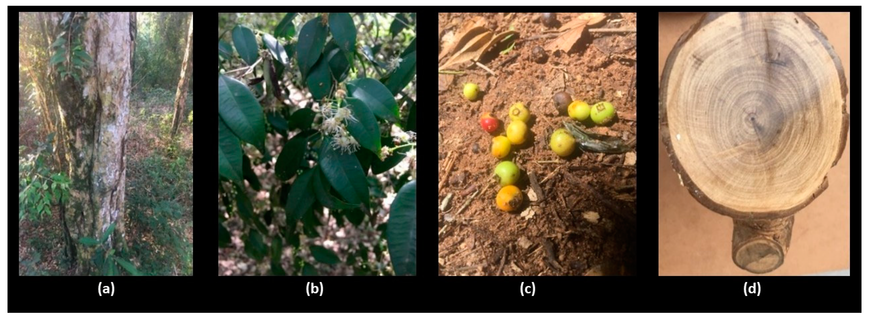 Forests 16 00406 g002 Forests 16 00406 g002