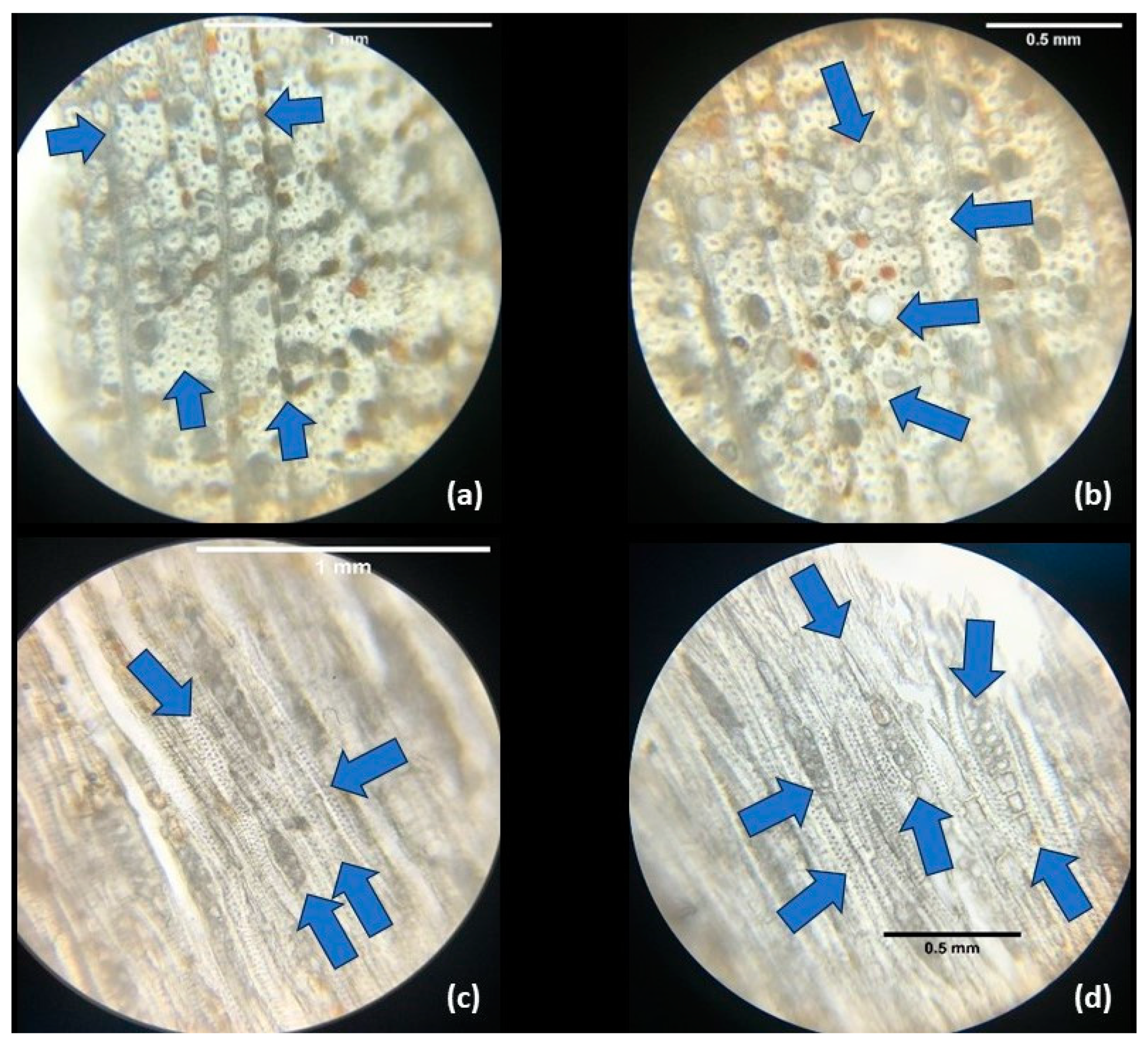 Forests 16 00406 g003 Forests 16 00406 g003