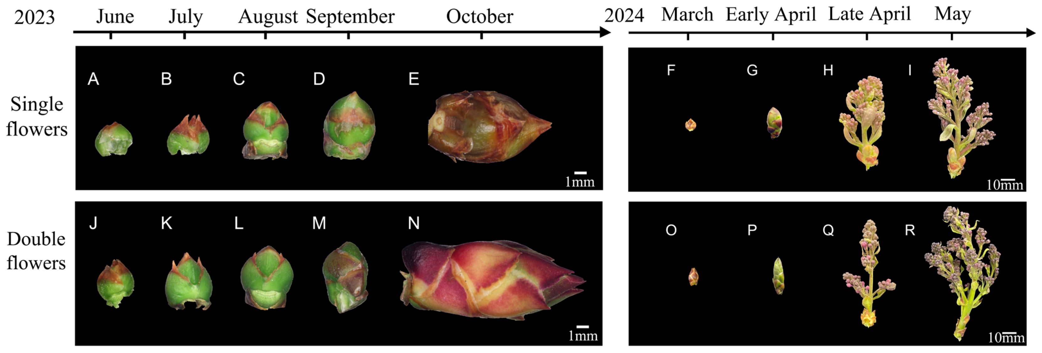 Forests 16 00409 g002