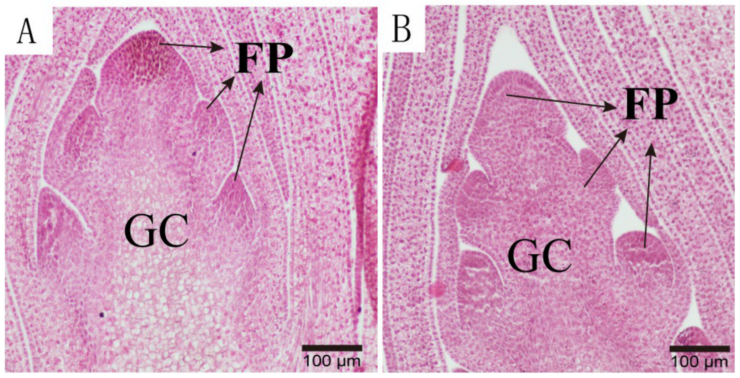 Forests 16 00409 g004