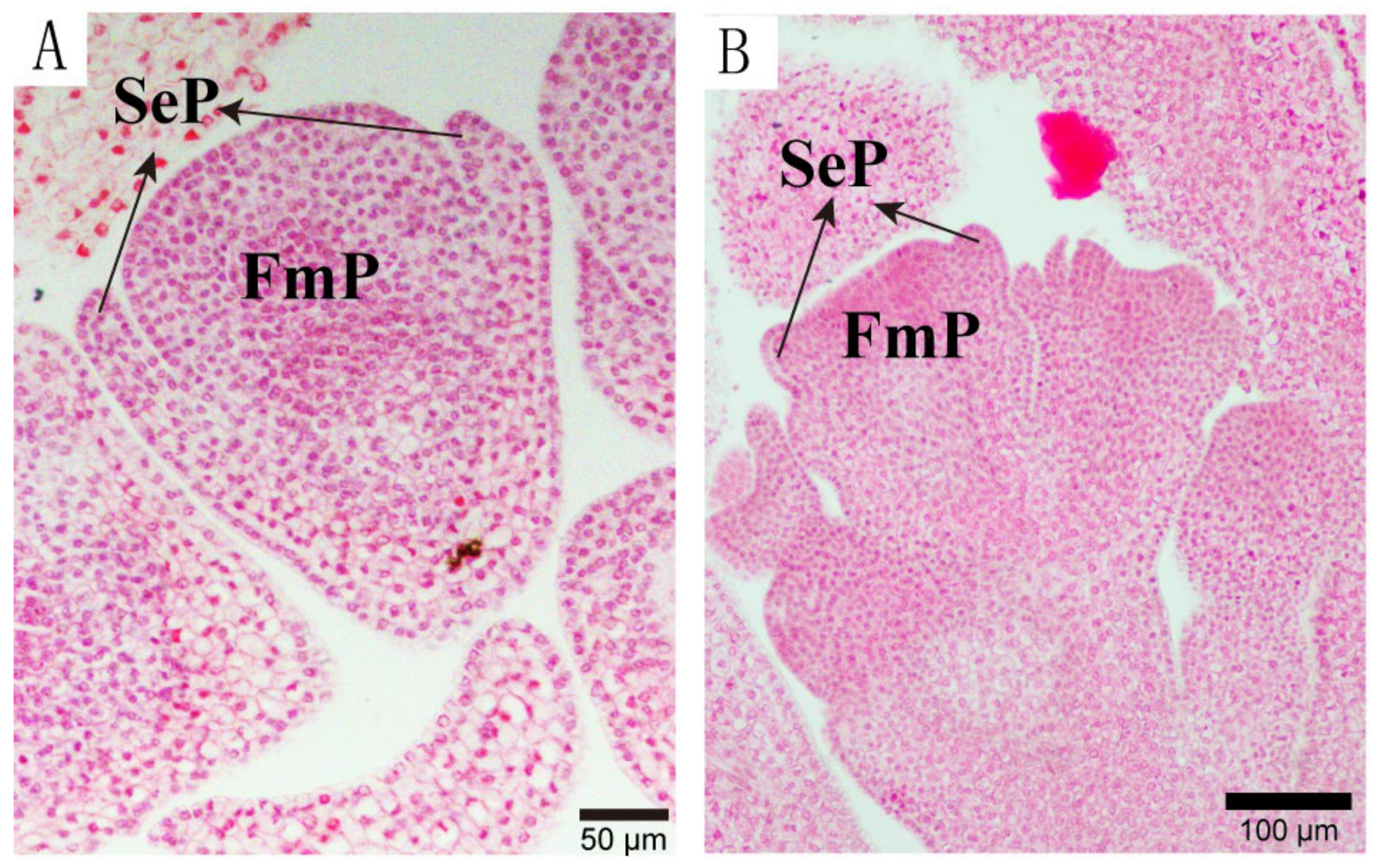 Forests 16 00409 g005