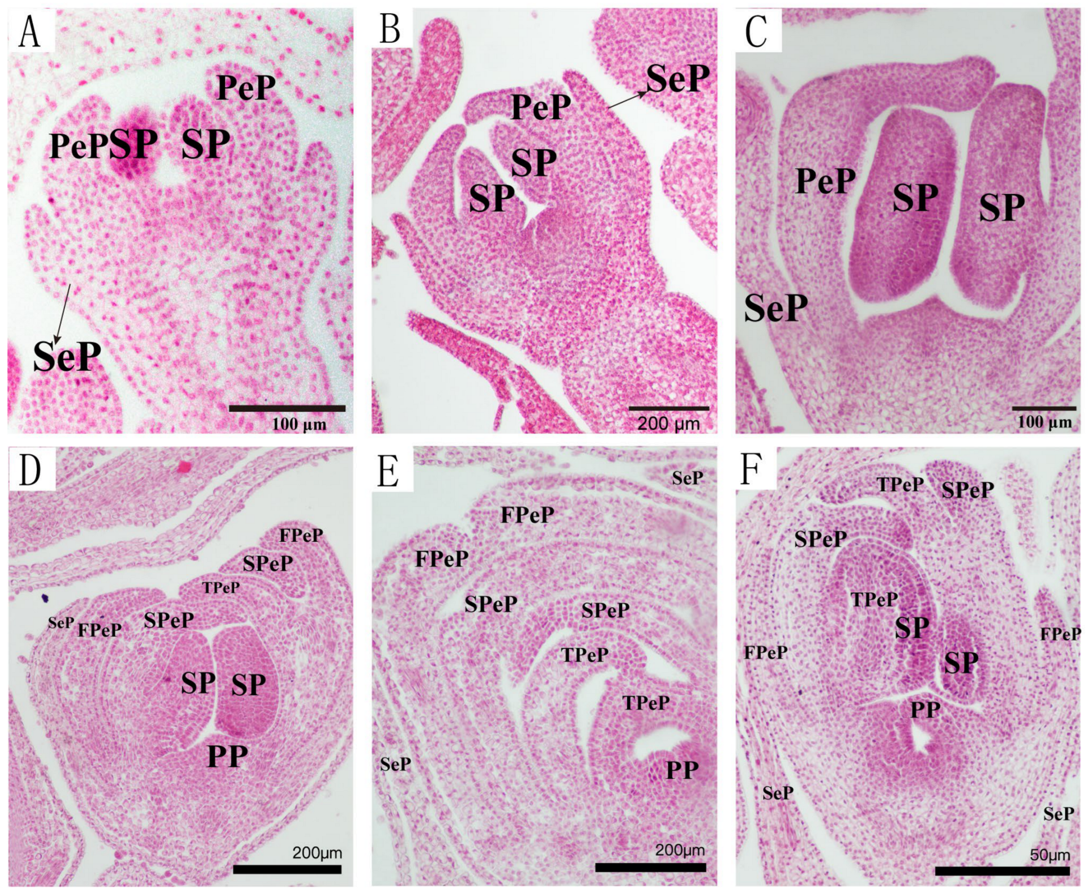 Forests 16 00409 g007