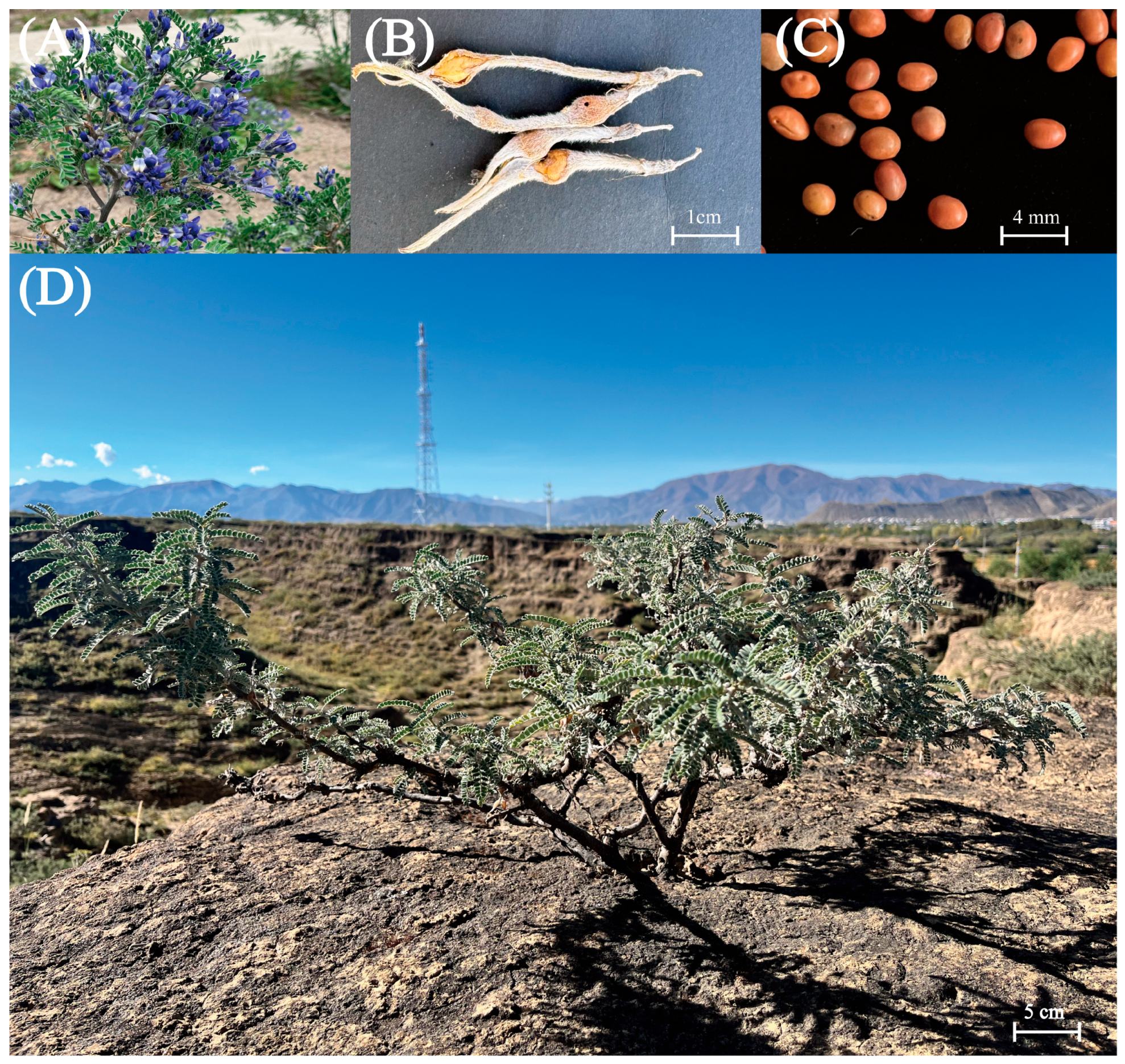 Forests 16 00410 g001