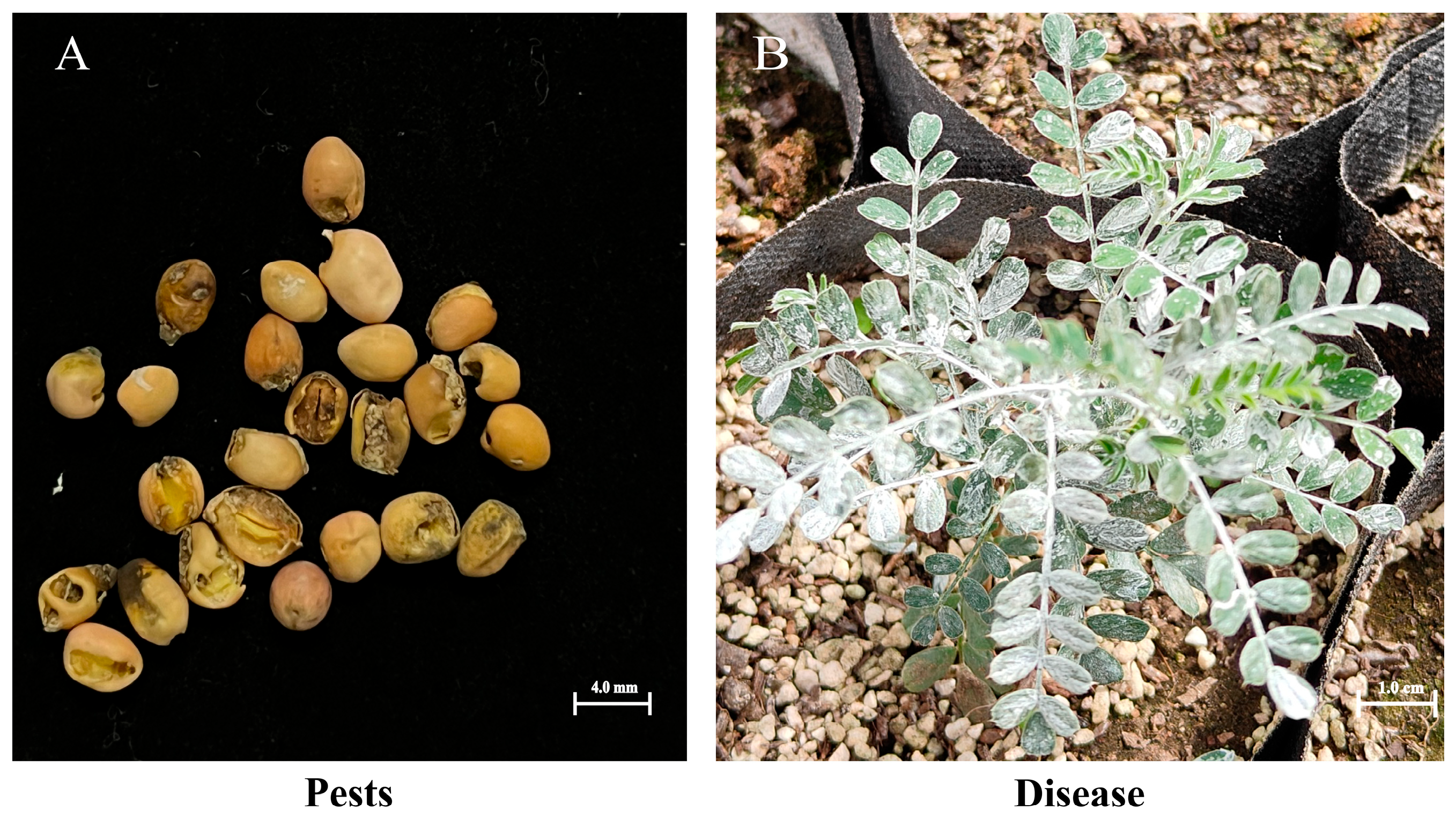 Forests 16 00410 g003