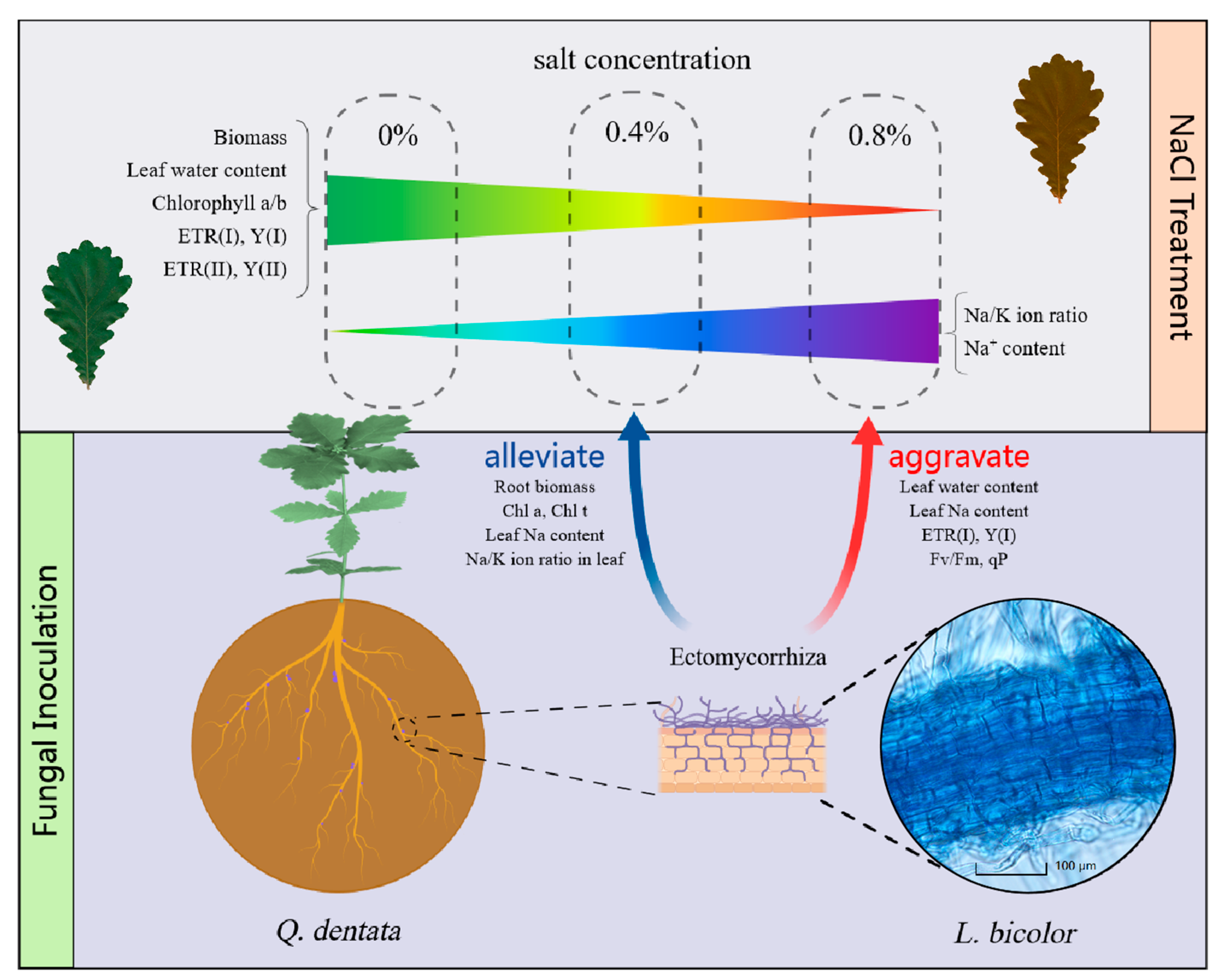 Forests 16 00413 g009