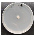 Forests 16 00413 i001