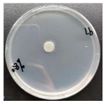 Forests 16 00413 i003