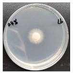 Forests 16 00413 i005