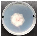 Forests 16 00413 i007